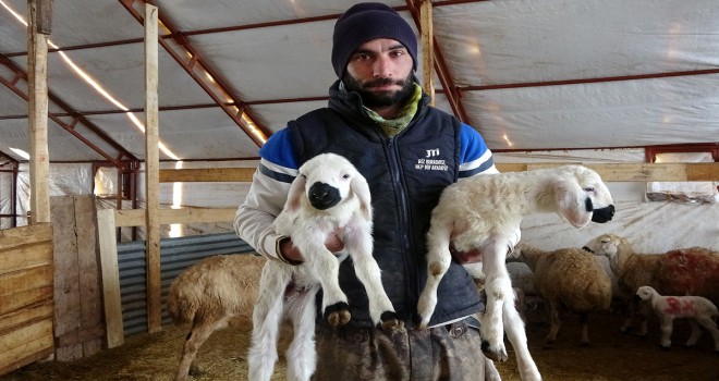 Çobanlık değere bindi, patronlar sürülerin başına geçip çoban oldu