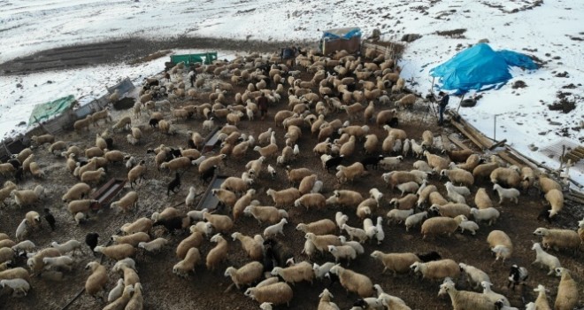  Elazığ'da kuzuların anneleriyle muhteşem buluşması