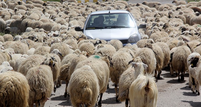 Koyun sürüsü karayoluna çıktı, sürücüler şaştı