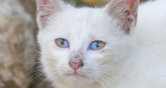 Van'da gözleri iki renkli olan kedi