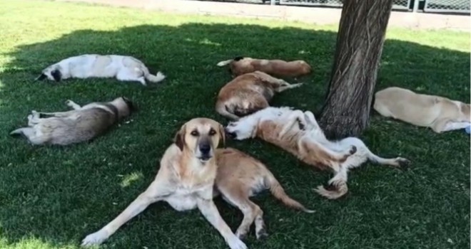 Köpek sürüsünü görüntülemek isterken hayatının şokunu yaşadı