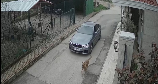 Lüks otomobiliyle kovaladığı sokak köpeğine kurşun yağdırdı