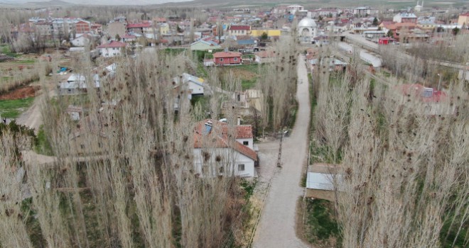 Kargalar mahallenin kabusu oldu