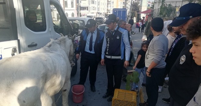  Esenyurt'ta bir ayağı sakat ve gözü kör ata işkence