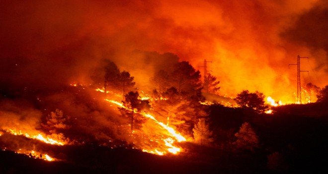 Dünya genelinde çıkan yangınlarda milyonlarca hektar ormanlık alan yandı