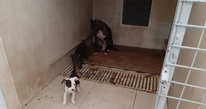  Pitbull Terrier cinsi köpek ve yavrularına el konuldu