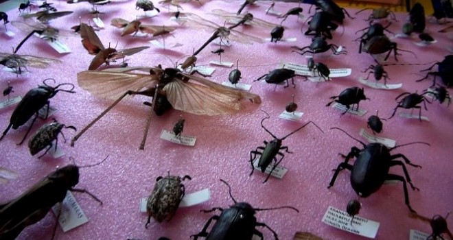 Kahramanmaraş'ta 25 yılda 3 bin böcek topladı