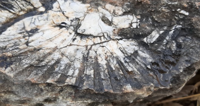65 milyon yıllık! Kaya parçasında deniz canlısı bulundu