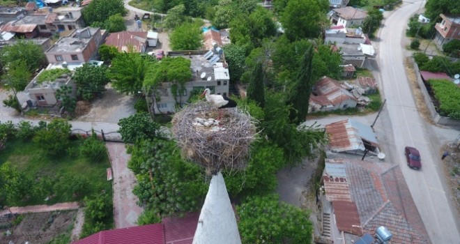 40 yıldır aynı caminin minaresine yuva yapan leylekler köyün simgesi oldu