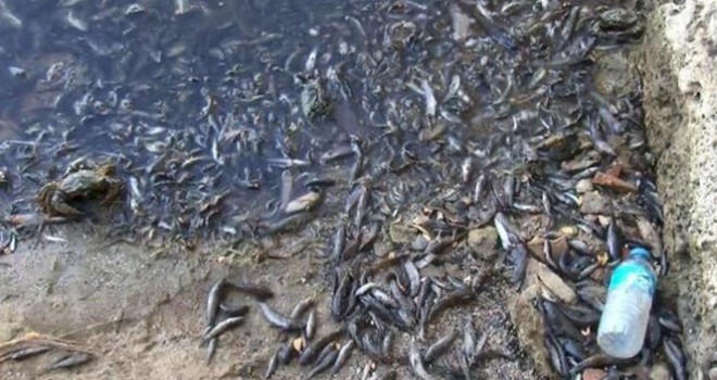 Küçükçekmece'de balık ölümleri devam ediyor