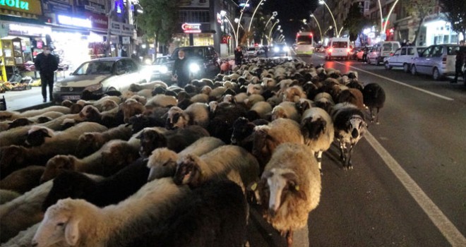 Trafik durdu, koyun sürüsü geçti