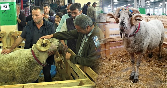  160 kiloluk koç görenleri hayrete düşürdü