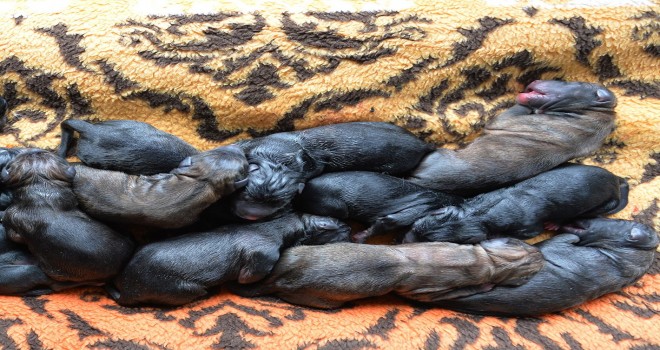  Mersin'de bir köpek sezaryenle 16 yavru doğurdu