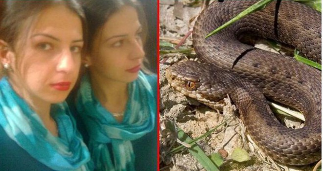 Sıcaktan kavrulan Antalya'da ortaya çıkan engerek yılanının ısırdığı hemşire ölümle savaşıyor