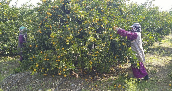 Üreticiler işçi bulamamaktan dertli