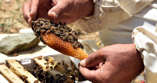 Bitlis'te üretilen ana arılar tüm Türkiye'ye satılıyor