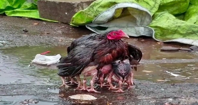 Yavrularını yağmurdan ,koruyan tavuk fenomen oldu