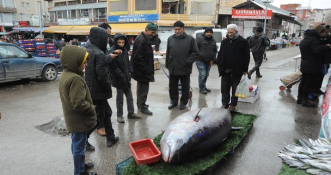 Niğde'de 185 kilogramlık orkinoslar ilgi odağı oldu