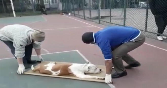 Sultangazi'de basketbol oynayan iki çocuğa pitbull cinsi köpek saldırdı