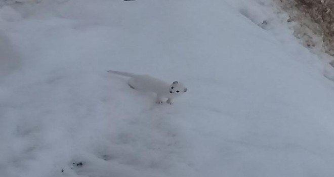 Tunceli'de 'beyaz gelincik' görüntülendi