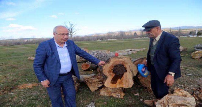 Ağacı kesti gözlerine inanamadı! Üzerine su dökünce...