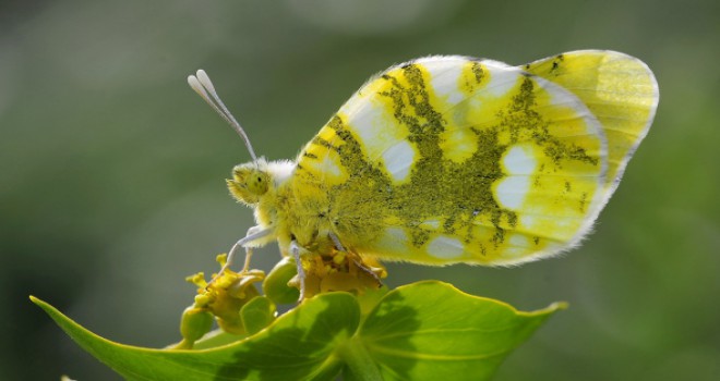 Türkiye'deki kelebek türlerinin yarıdan fazlası Van Gölü havzasında yaşıyor