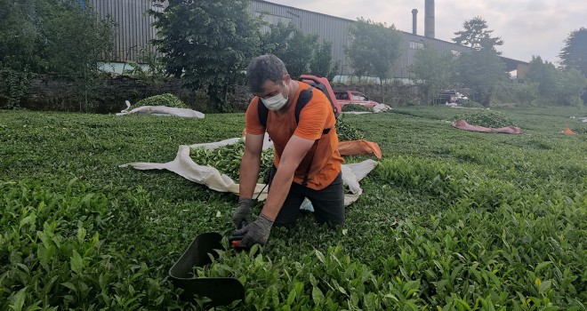 Çay fabrikasından kömür tozları yağıyor