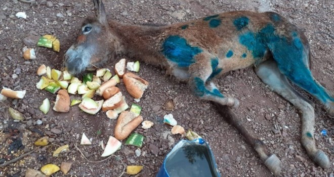 Eşeği halıya sarıp ormanda  ölüme terk ettiler