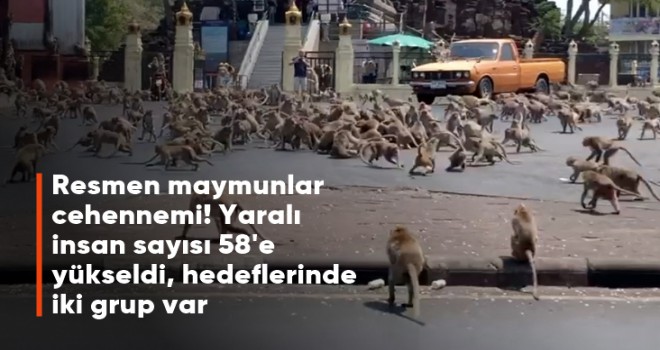 Maymunların saldırdığı kişi sayısı 58'e yükseldi!