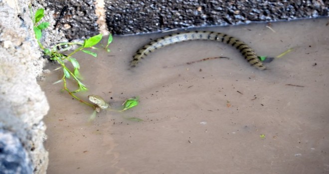  Dicle Nehri'nde su 4 metre yükseldi