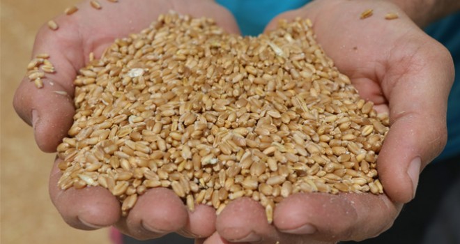  Bakanlıktan ‘'Sıfır gümrükle 500 bin ton buğday ithal edilebilecek' iddialarına yanıt