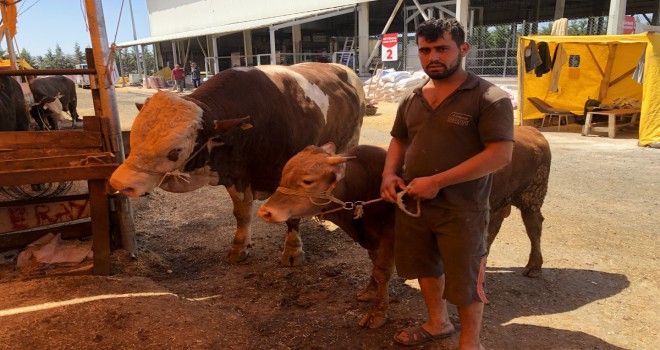 Ağırlığı 1,3 ton olan ‘Şampiyon' alıcısını bekliyor