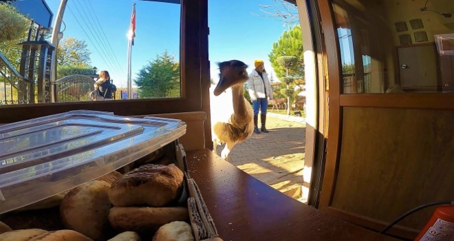 Her gün poğaçalar eksiliyordu, hırsız bakın kim çıktı