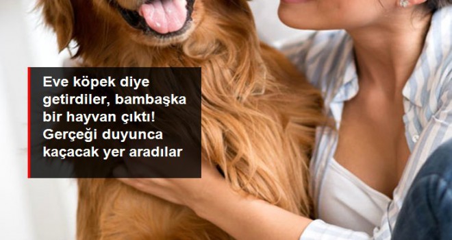 Eve köpek diye getirdiler, yırtıcı bir çakal çıktı! Gerçeği duyunca kaçacak yer aradılar