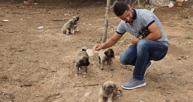 Yavru köpekleri gözünü kırpmadan kurtardı