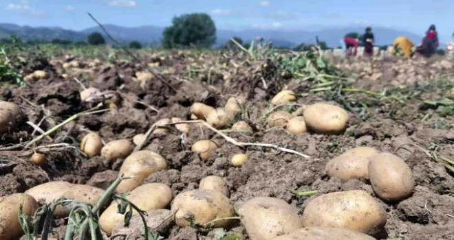 Patates hasadı başladı!