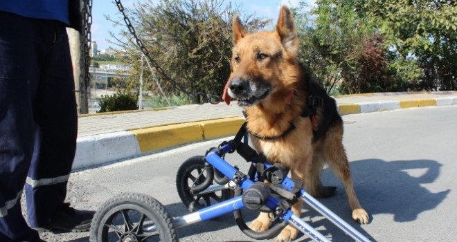 Şanslı isimli felçli köpek yürüteçle hayata tutundu