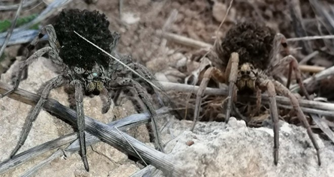  En tehlikeli 9 örümcek türünden biri Bilecik'te görüldü