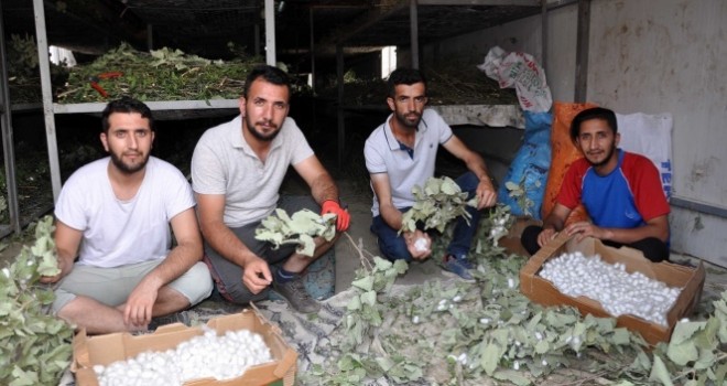 Atanamayınca ipek böceği işine girdiler, aylık 20 bin lira kazanıyorlar