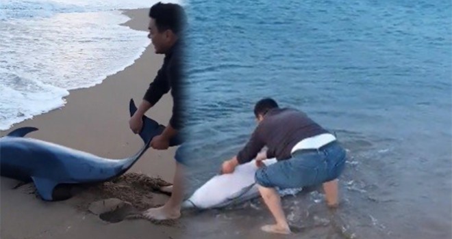  Sahile vuran yunus balığını kurtardı