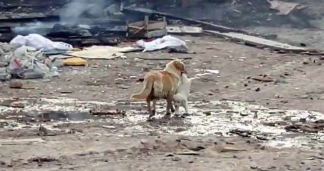 Anne köpek yavrusunu alevlerin arasından kurtardı