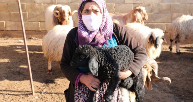 Hayvanları çalınan kadının gözyaşları