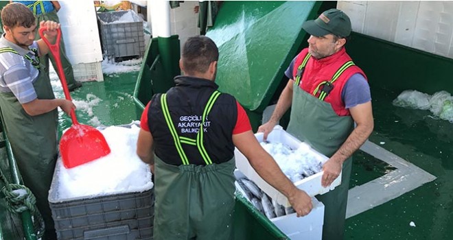 Balıkçılar Karadeniz'den 40 ton palamutla döndü!