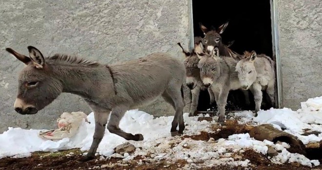 Bingöl'de kışın başıboş bırakılan eşekler kiralanan hana yerleştirildi