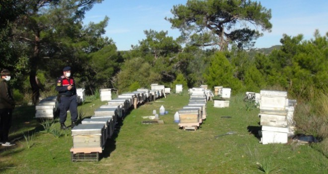 Dedektif gibi iz süren arıcı, çalınan arılarını 200 kilometre uzakta buldu