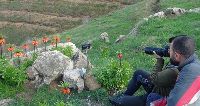 Ters laleleri fotoğraflamak için 2 bin rakımlı dağa tırmanıyorlar