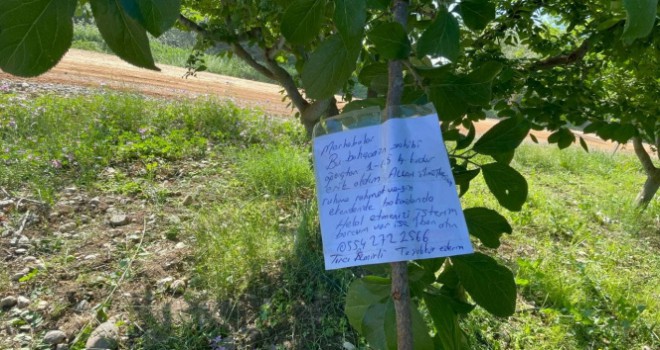 Erik ağacının dalına not bıraktı: 'Borcum var ise IBAN atın'