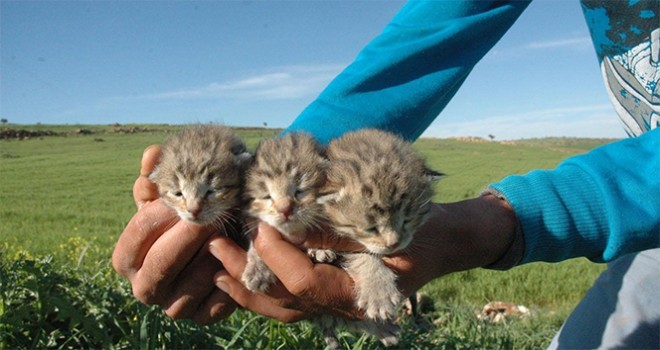 Diyarbakır'da bir yetişkin ve 3 yavru leopar görüldü