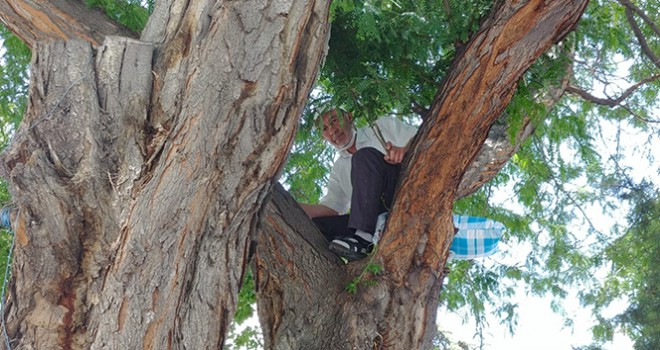 Oturacak yer bulamayan adam ağaca çıktı