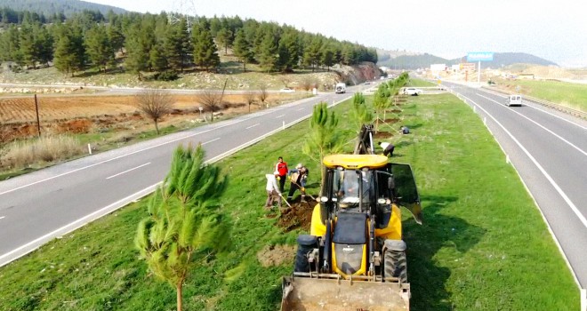 Türkoğlu Belediyesi 5 Bin Adet Fıstık Çamı Dikti